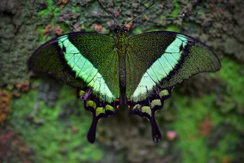 والپیپر پروانه با کیفیت 4K · animals · 3840×2563