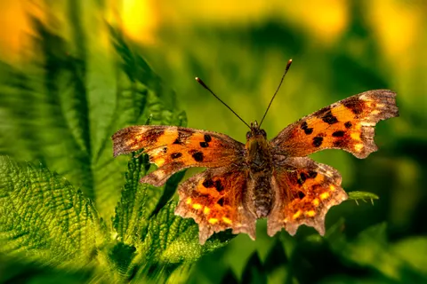 خلفية فراشة بدقة 4K · animals · 3840×2560