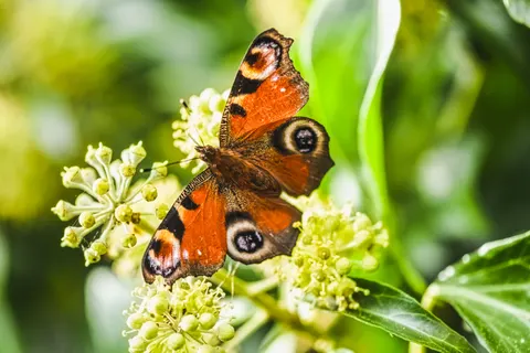 Обои Бабочка 4K · animals · 3840×2560