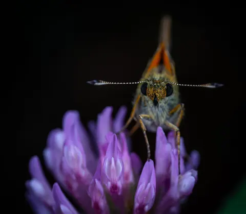 Vlinder 4K-achtergrond · animals · 3840×3353