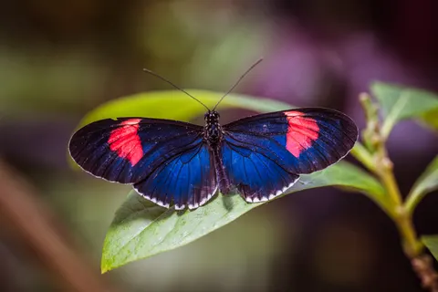 Tapeta Motyl 4K · animals · 3840×2560