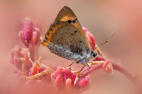 Vlinder 4K-achtergrond · animals · 3840×2560