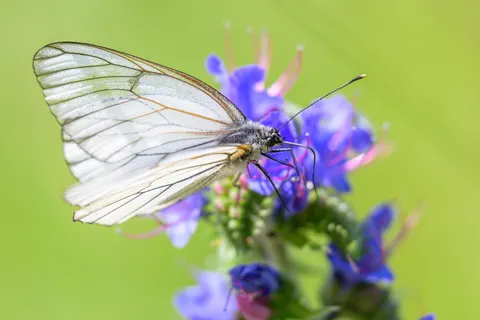 तितली 4K वॉलपेपर · animals · 3840×2560