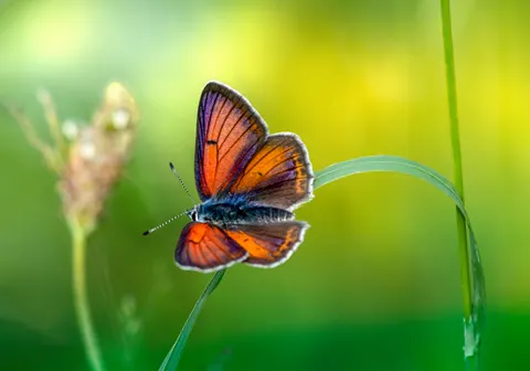 Wallpaper Kupu-kupu 4K · animals · 3840×2685