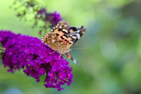 Butterfly 4K Wallpaper · animals · 3840×2563