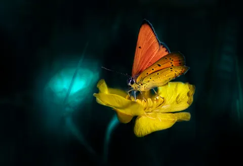 Butterfly 4K Wallpaper · animals · 3840×2621