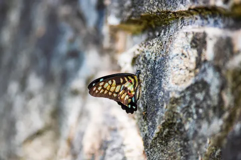 Wallpaper Kupu-kupu 4K · animals · 3840×2560