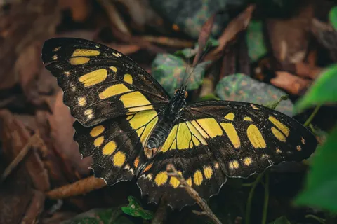 Fond d'écran Papillon 4K · animals · 3840×2560