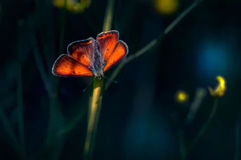 Butterfly 4K Wallpaper · animals · 3840×2560