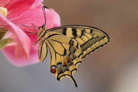 Wallpaper Kupu-kupu 4K · animals · 3840×2560