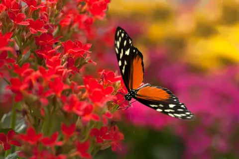 والپیپر پروانه با کیفیت 4K · animals · 3840×2560