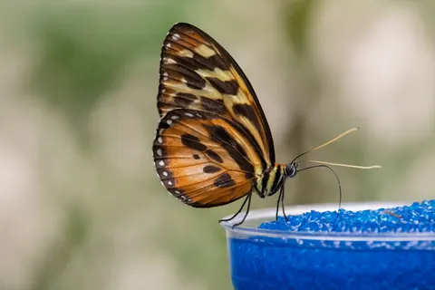 Schmetterling 4K Hintergrundbild · animals · 3840×2560