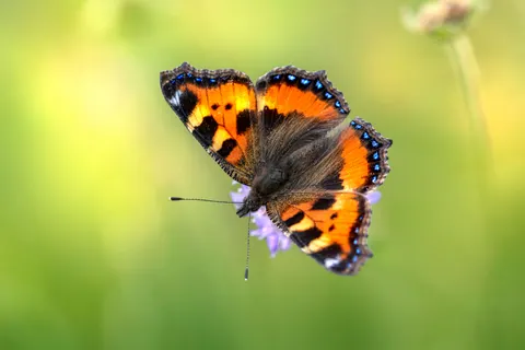तितली 4K वॉलपेपर · animals · 3840×2560