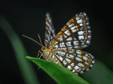 Vlinder 4K-achtergrond · animals · 3840×2870