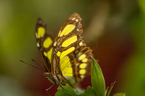 Vlinder 4K-achtergrond · animals · 3840×2560