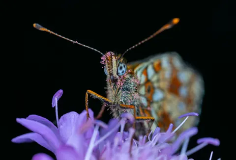 Tapeta Motyl 4K · animals · 3840×2610