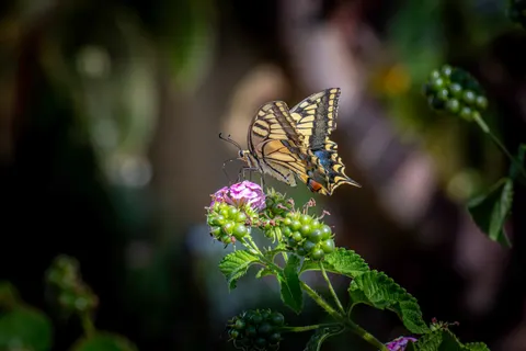 Butterfly 4K Wallpaper · animals · 3840×2560