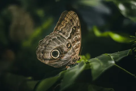 Hình nền Bươm bướm 4K · animals · 3840×2560