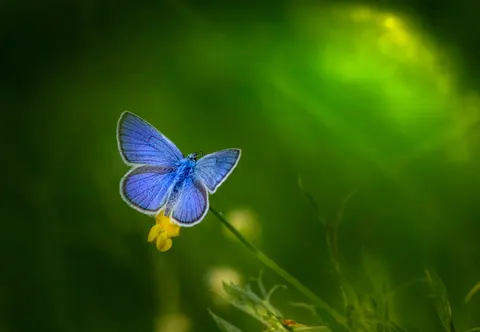 Butterfly 4K Wallpaper · animals · 3840×2661
