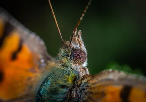 तितली 4K वॉलपेपर · animals · 3840×2694