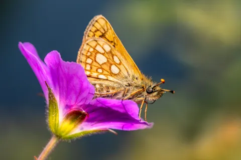 والپیپر پروانه با کیفیت 4K · animals · 3840×2559