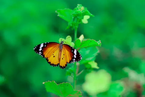 Hình nền Bươm bướm 4K · animals · 3840×2560