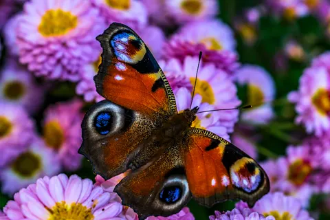 والپیپر پروانه با کیفیت 4K · animals · 3840×2560