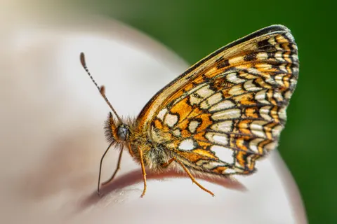 Fondo de pantalla Mariposa 4K · animals · 3840×2560