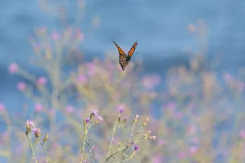 Kelebek 4K Duvar Kağıdı · animals · 3840×2561