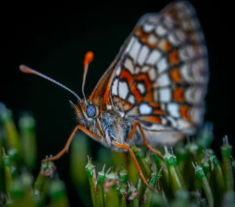 والپیپر پروانه با کیفیت 4K · animals · 3840×3388
