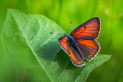 Vlinder 4K-achtergrond · animals · 3840×2560