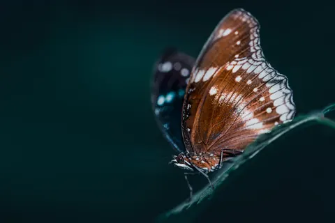 Fond d'écran Papillon 4K · animals · 3840×2560