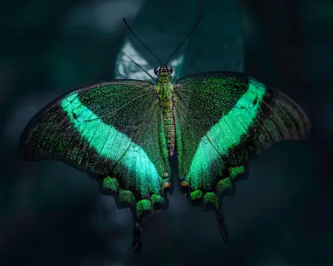 나비 4K 배경화면 · animals · 3840×3072