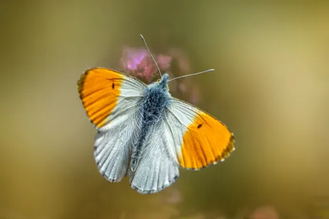 Sfondo Farfalla 4K · animals · 3840×2560