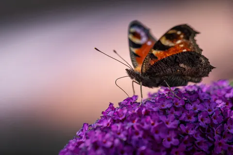 तितली 4K वॉलपेपर · animals · 3840×2560