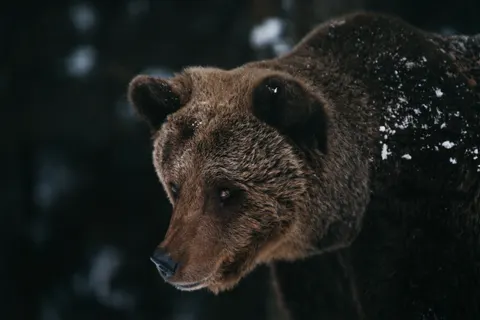 والپیپر خرس قطبی با کیفیت 4K · animals · 3840×2560