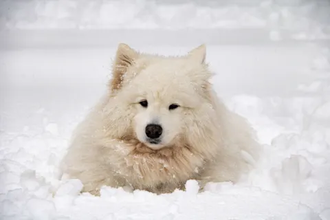 والپیپر خرس قطبی با کیفیت 4K · animals · 3840×2560
