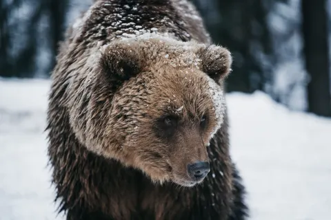 والپیپر خرس قطبی با کیفیت 4K · animals · 3840×2560