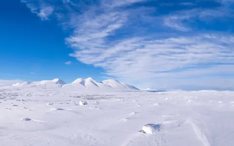 Polar Bear 4K Wallpaper · animals · 3840×2409