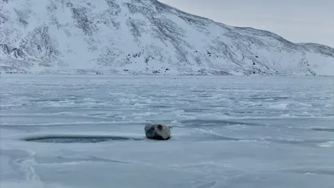 Polar Bear 4K Wallpaper · animals · 3840×2160