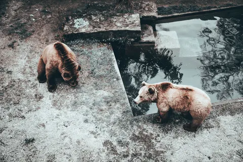 والپیپر خرس قطبی با کیفیت 4K · animals · 3840×2560