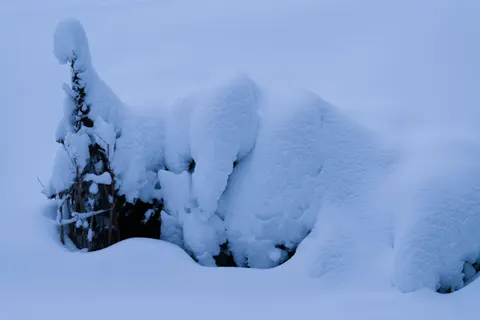 Sfondo Orso polare 4K · animals · 3840×2558