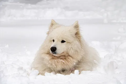 Tapeta Niedźwiedź polarny 4K · animals · 3840×2560