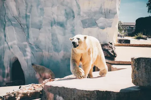 Polar Bear 4K Wallpaper · animals · 3840×2560