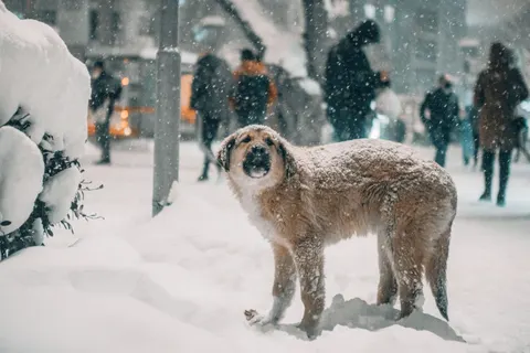 ホッキョクグマ 4K壁紙 · animals · 3840×2560