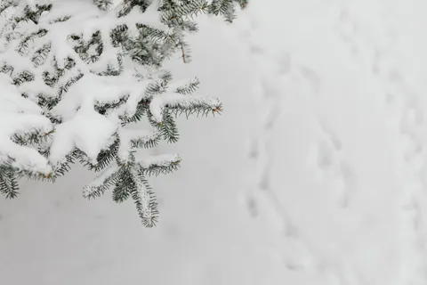 والپیپر خرس قطبی با کیفیت 4K · animals · 3840×2560