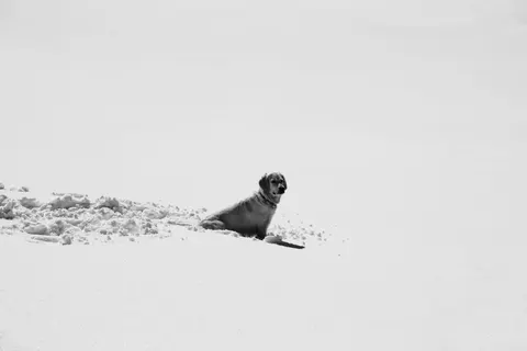 والپیپر خرس قطبی با کیفیت 4K · animals · 3840×2560