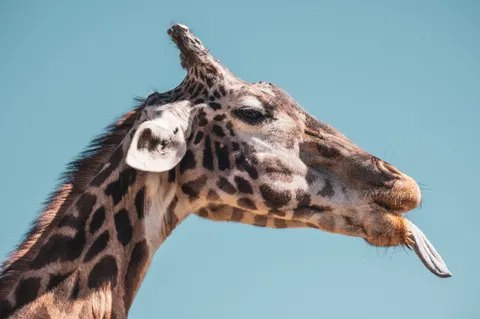 Wallpaper Jerapah 4K · animals · 3840×2555