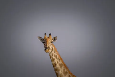 Giraffe 4K Wallpaper · animals · 3840×2560
