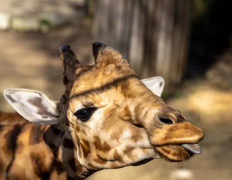 والپیپر زرافه با کیفیت 4K · animals · 3840×2970